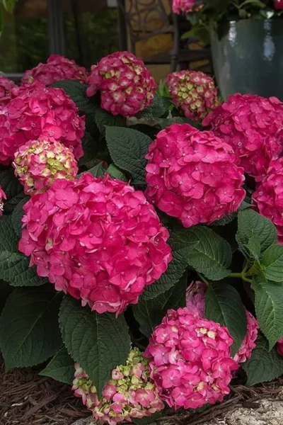 Summer Crush Endless Summer Hydrangea - 6 Gallon Pot 17 Summer Crush Endless Summer Hydrangea - 6 Gallon Pot -Chaste Tree World Hydrangea Summer Crush Endless Summer 7 3