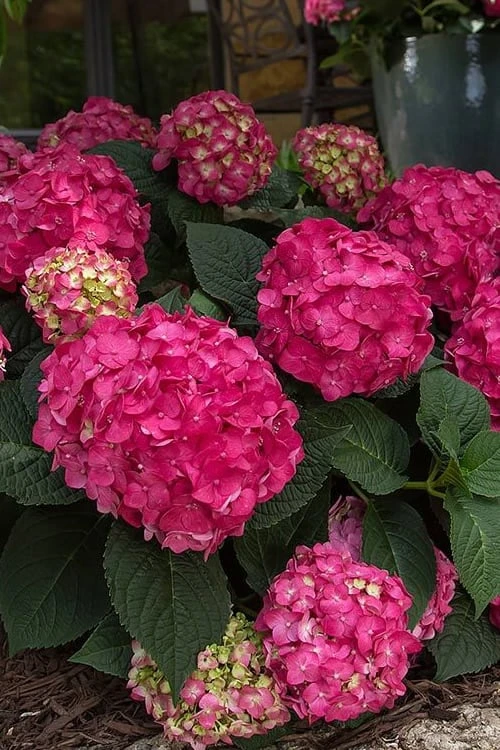 Summer Crush Endless Summer Hydrangea - 3 Gallon Pot 9 Summer Crush Endless Summer Hydrangea - 3 Gallon Pot - Image 9