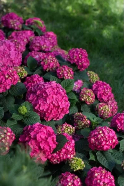 Summer Crush Endless Summer Hydrangea - 3 Gallon Pot 14 Summer Crush Endless Summer Hydrangea - 3 Gallon Pot -Chaste Tree World Hydrangea Summer Crush Endless Summer 9 4