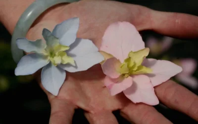 Tuff Stuff Ah-Ha Mountain Hydrangea - 3 Gallon Pot -Chaste Tree World Hydrangea Tuff Stuff 3