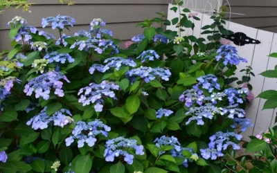 Twist-N-Shout Endless Summer Hydrangea - 3 Gallon Pot -Chaste Tree World Hydrangea Twist N Shout Blue Flowers 3 1