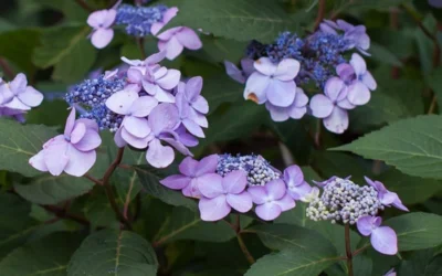 Twist-N-Shout Endless Summer Hydrangea - 1 Gallon Pot 11 Twist-N-Shout Endless Summer Hydrangea - 1 Gallon Pot -Chaste Tree World Hydrangea Twist N Shout Lavender Flowers 2