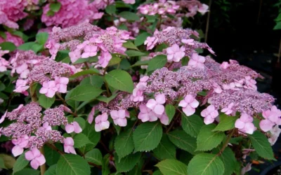 Twist-N-Shout Endless Summer Hydrangea - 1 Gallon Pot 10 Twist-N-Shout Endless Summer Hydrangea - 1 Gallon Pot -Chaste Tree World Hydrangea Twist N Shout Pink Flowers 2
