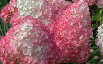 Vanilla Strawberry Hydrangea (Single Trunk Tree Form) - 7 Gallon Pot (5-7') -Chaste Tree World Hydrangea Vanilla Strawberry 2 3
