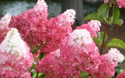 Vanilla Strawberry Hydrangea - 1 Gallon Pot -Chaste Tree World Hydrangea Vanilla Strawberry 3 2