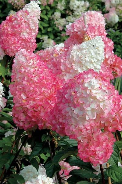 Vanilla Strawberry Hydrangea (Single Trunk Tree Form) - 7 Gallon Pot (5-7') -Chaste Tree World Hydrangea Vanilla Strawberry BS 3