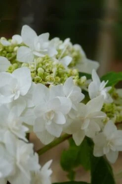 Double Delights Wedding Gown Lacecap Hydrangea - 3 Gallon Pot -Chaste Tree World Hydrangea Wedding Gown 4