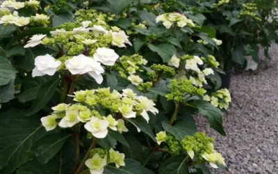Double Delights Wedding Gown Lacecap Hydrangea - 3 Gallon Pot -Chaste Tree World Hydrangea Wedding Gown 6