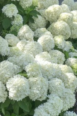 White Wedding Hydrangea - 3 Gallon Pot -Chaste Tree World Hydrangea White Wedding 5 x750 1