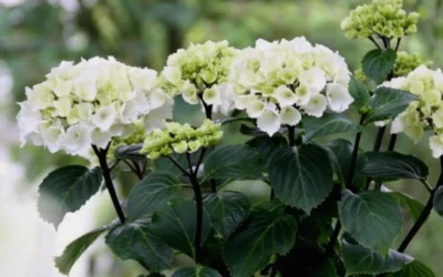Zebra Hydrangea - 1 Gallon Pot -Chaste Tree World Hydrangea Zebra Flowers