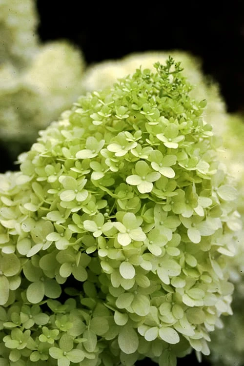 Limelight PeeGee Hydrangea - 1 Gallon Pot 1 Limelight PeeGee Hydrangea - 1 Gallon Pot