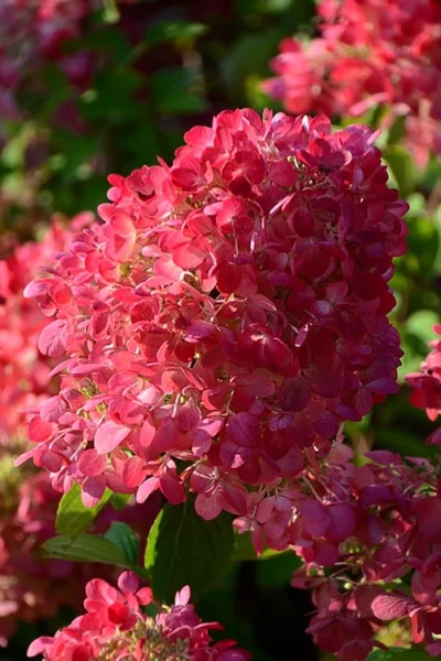 Diamond Rouge Hydrangea - 3 Gallon Pot -Chaste Tree World Hydrangia Diamond Rouge 5