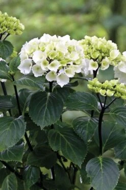 Zebra Hydrangea - 3 Gallon Pot -Chaste Tree World Hydrangrea Zebra 11