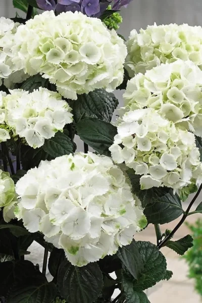 Zebra Hydrangea - 3 Gallon Pot -Chaste Tree World Hydrangrea Zebra 12 1