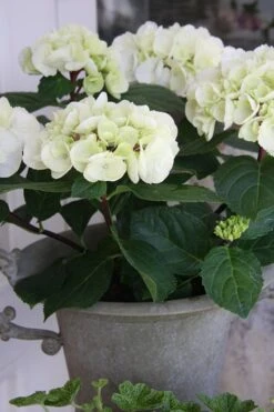 Zebra Hydrangea - 3 Gallon Pot -Chaste Tree World Hydrangrea Zebra 14 1