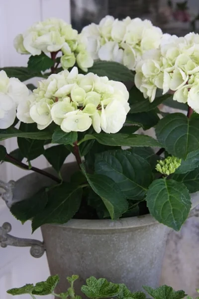 Zebra Hydrangea - 1 Gallon Pot -Chaste Tree World Hydrangrea Zebra 14