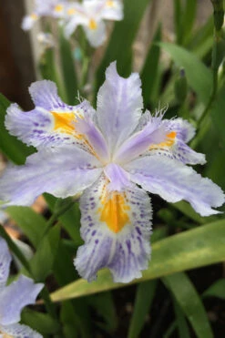 Eco Easter Fringed Iris - 2-Pack Of Quart Pots