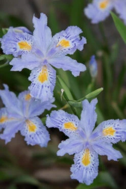 Eco Easter Fringed Iris - 2-Pack Of Quart Pots -Chaste Tree World Iris Eco Easter 2