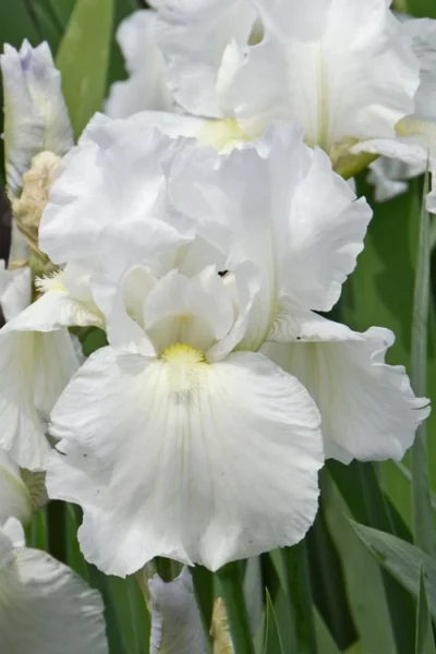 Immortality Tall Bearded Iris (Reblooming) - 1 Gallon Pot -Chaste Tree World Iris Germanica Immortality 4