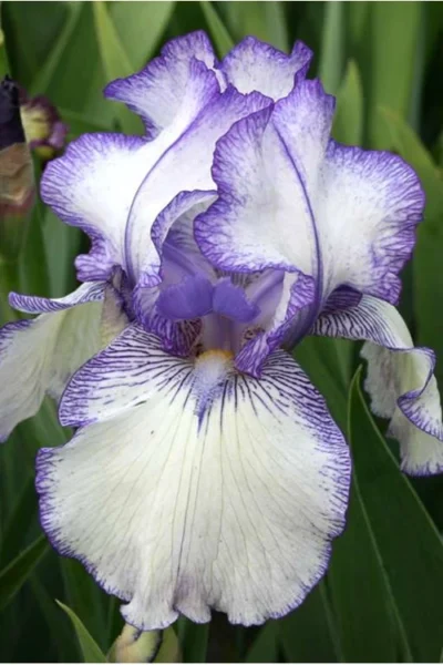 Hemstitched Reblooming Fragrant Bearded Iris- 1 Gallon Pot -Chaste Tree World Iris Hemstitched 10