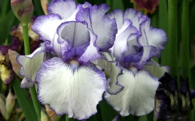 Hemstitched Reblooming Fragrant Bearded Iris- 1 Gallon Pot -Chaste Tree World Iris Hemstitched 11