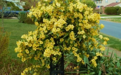 Butterscotch Yellow Jasmine (Jessamine) Gelsemium Sempervirens - 3 Gallon Pot -Chaste Tree World Jasmine Butterscotch 52