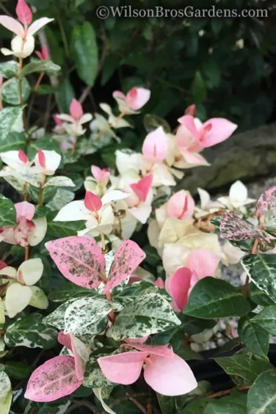 Snow N Summer Asiatic Jasmine - 15 Count Flat Of Quart Pots -Chaste Tree World Jasmine Snow n Summer 20