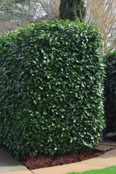 Schip Laurel (Prunus Laurocersasus 'Schipkaensis') - 6 Pack Of 1 Gallon Pots 9 Schip Laurel (Prunus Laurocersasus 'Schipkaensis') - 6 Pack Of 1 Gallon Pots -Chaste Tree World Laurel Schip 2 1