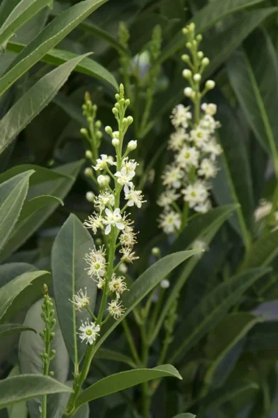 Schip Laurel (Prunus Laurocersasus 'Schipkaensis') - 1 Gallon Pot -Chaste Tree World Laurel Schip 3 2