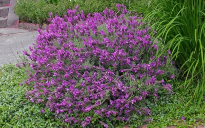Otto Quast Spanish Lavender - 1 Gallon Pot -Chaste Tree World Lavender Otto Quast 21