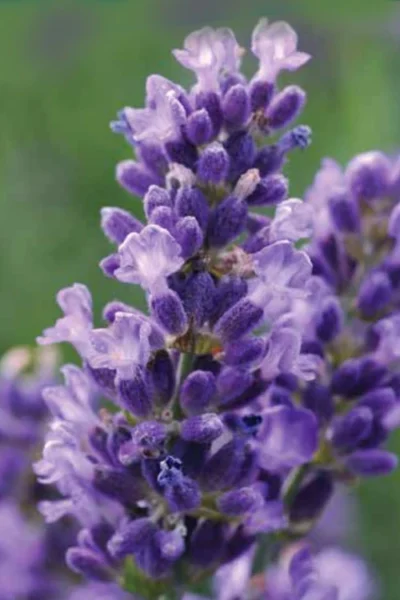 SuperBlue English Lavender - 1 Gallon Pot -Chaste Tree World Lavender Super Blue 1