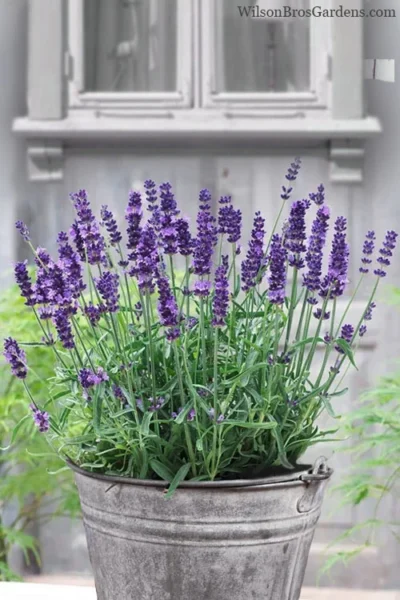 SuperBlue English Lavender - 1 Gallon Pot -Chaste Tree World Lavender Superblue 12