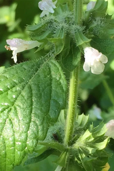 Lemon Balm Plant - 1 Gallon Pot -Chaste Tree World Lemon Balm Plant 1