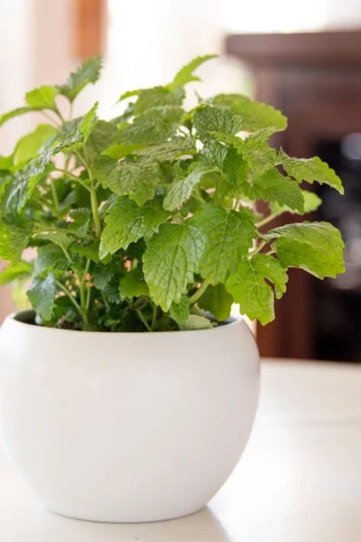 Lemon Balm Plant - 1 Gallon Pot -Chaste Tree World Lemon Balm Plant 2