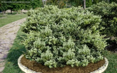 Jack Frost Ligustrum (Privet) - 3 Gallon Pot -Chaste Tree World Ligustrum Jack Frost 6