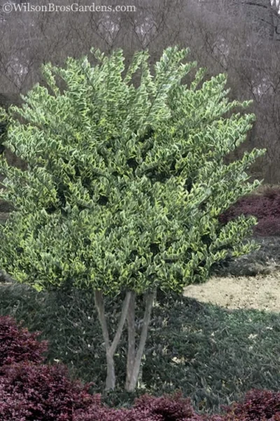 Jack Frost Ligustrum (Privet) - 3 Gallon Pot -Chaste Tree World Ligustrum Jack Frost 8