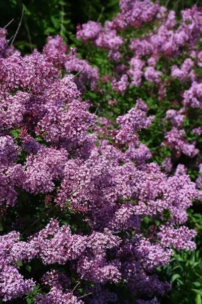 Bloomerang Dwarf Purple Lilac - 2 Gallon Pot -Chaste Tree World Lilac Bloomerang Dwarf Purple 2