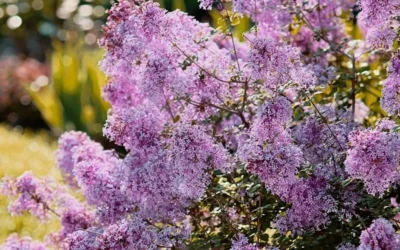 Bloomerang Dwarf Purple Lilac - 2 Gallon Pot -Chaste Tree World Lilac Bloomerang Dwarf Purple 3
