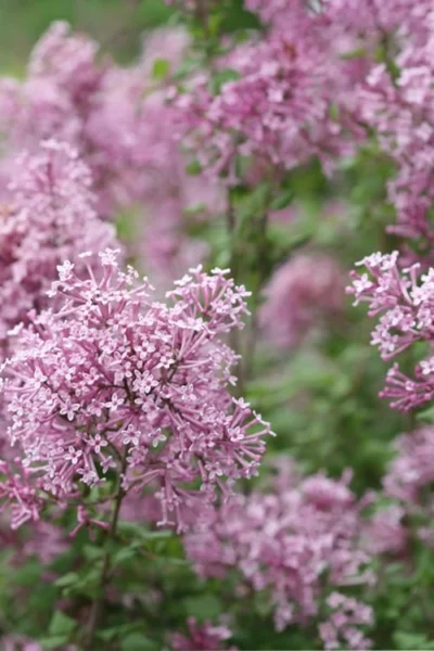 Bloomerang Pink Perfume Lilac - 3 Gallon Pot