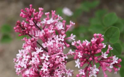 Bloomerang Pink Perfume Lilac - 3 Gallon Pot -Chaste Tree World Lilac Bloomerang Pink Perfume Flowers 2