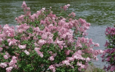 Bloomerang Pink Perfume Lilac - 3 Gallon Pot -Chaste Tree World Lilac Bloomerang Pink Perfume Shrub