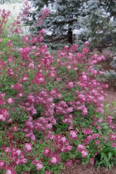 Red Pixie Lilac - Syringa Hybrid - 3 Gallon Pot -Chaste Tree World Lilac Red Pixie 1