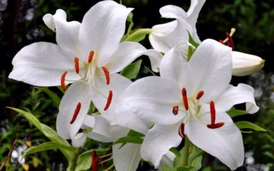Casablanca Oriental Lily - 1 Gallon Pot -Chaste Tree World Lilium Casablanca 2