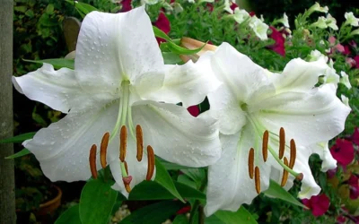 Casablanca Oriental Lily - 1 Gallon Pot -Chaste Tree World Lilium Casablanca 4