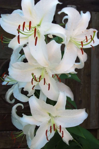 Casablanca Oriental Lily - 1 Gallon Pot -Chaste Tree World Lilium Casablanca 5
