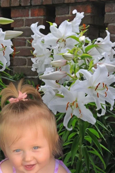 Casablanca Oriental Lily - 1 Gallon Pot -Chaste Tree World Lilium Casablanca 8