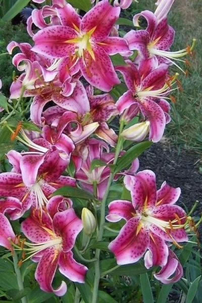 Stargazer Oriental - 1 Gallon Pot 8 Stargazer Oriental - 1 Gallon Pot -Chaste Tree World Lilium Stargazer 1