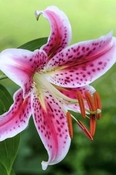 Stargazer Oriental - 1 Gallon Pot