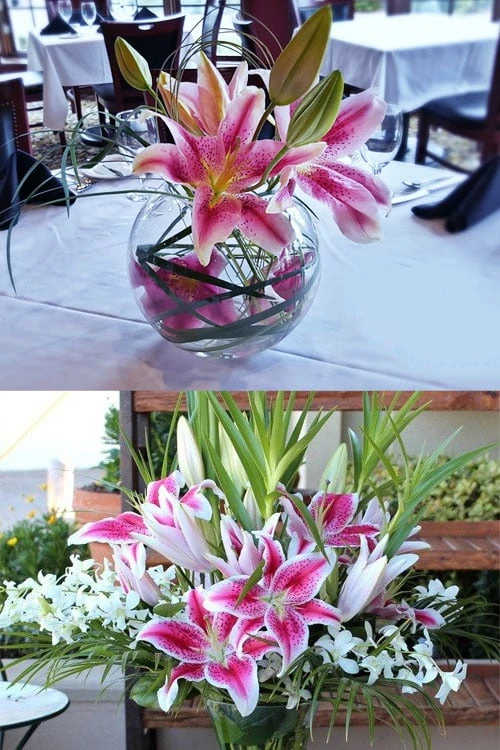 Stargazer Oriental - 1 Gallon Pot 5 Stargazer Oriental - 1 Gallon Pot - Image 5