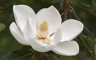 Alta Southern Magnolia - 3 Gallon Pot -Chaste Tree World Magnolia Alta 2 1